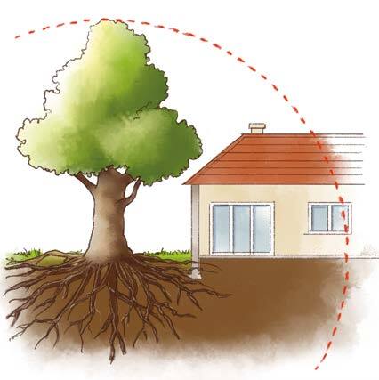 schema de l'impact dun arbre et de ses racines sur les maisons